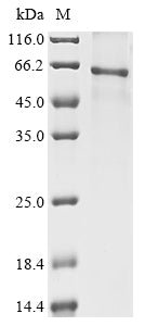 Greater than 85% as determined by SDS-PAGE.