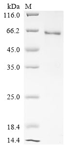 Greater than 85% as determined by SDS-PAGE.