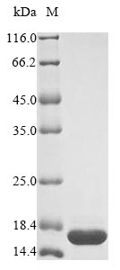 Greater than 85% as determined by SDS-PAGE.