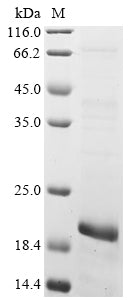 Greater than 85% as determined by SDS-PAGE.