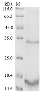 Greater than 90% as determined by SDS-PAGE.