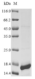 Greater than 85% as determined by SDS-PAGE.