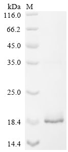 Greater than 90% as determined by SDS-PAGE.