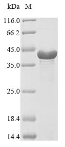 Greater than 85% as determined by SDS-PAGE.