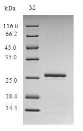 Greater than 90% as determined by SDS-PAGE.