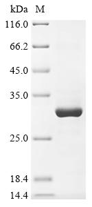 Greater than 85% as determined by SDS-PAGE.