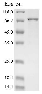 Greater than 85% as determined by SDS-PAGE.