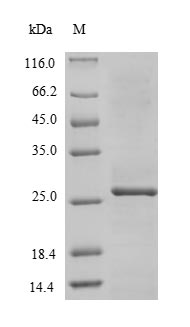 Greater than 85% as determined by SDS-PAGE.