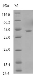 Greater than 85% as determined by SDS-PAGE.