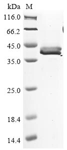 Greater than 85% as determined by SDS-PAGE.