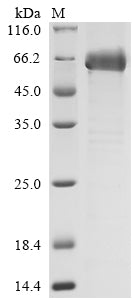 Greater than 85% as determined by SDS-PAGE.