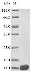 Greater than 85% as determined by SDS-PAGE.