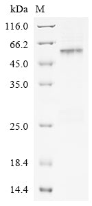 Greater than 90% as determined by SDS-PAGE.