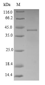 Greater than 90% as determined by SDS-PAGE.