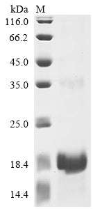 Greater than 90% as determined by SDS-PAGE.