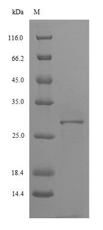 Greater than 85% as determined by SDS-PAGE.