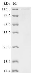 Greater than 85% as determined by SDS-PAGE.