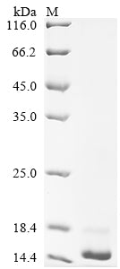 Greater than 85% as determined by SDS-PAGE.