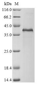 Greater than 85% as determined by SDS-PAGE.