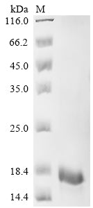 Greater than 90% as determined by SDS-PAGE.