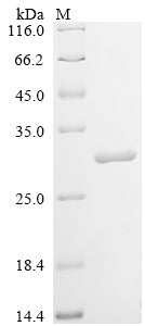 Greater than 90% as determined by SDS-PAGE.