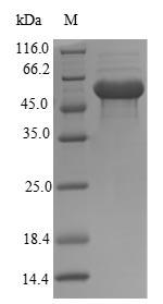 Greater than 90% as determined by SDS-PAGE.