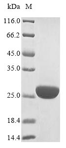 Greater than 85% as determined by SDS-PAGE.