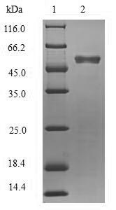 Greater than 90% as determined by SDS-PAGE.