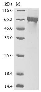 Greater than 85% as determined by SDS-PAGE.