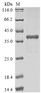 Greater than 85% as determined by SDS-PAGE.