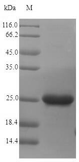 Greater than 90% as determined by SDS-PAGE.