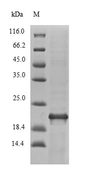 Greater than 90% as determined by SDS-PAGE.