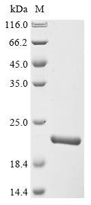 Greater than 90% as determined by SDS-PAGE.