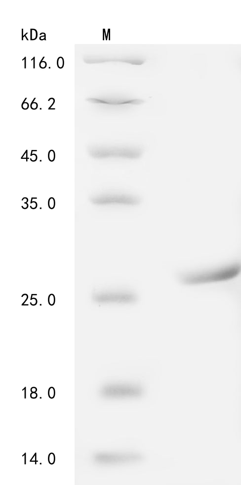 Greater than 90% as determined by SDS-PAGE.