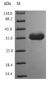 Greater than 85% as determined by SDS-PAGE.