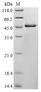 Greater than 85% as determined by SDS-PAGE.