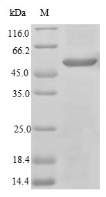 Greater than 85% as determined by SDS-PAGE.