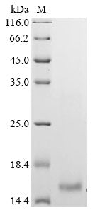 Greater than 90% as determined by SDS-PAGE.