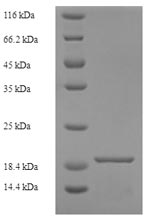 Greater than 90% as determined by SDS-PAGE.