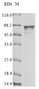 Greater than 90% as determined by SDS-PAGE.