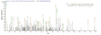 Based on the SEQUEST from database of E.coli host and target protein, the LC-MS/MS Analysis result of this product could indicate that this peptide derived from E.coli-expressed Homo sapiens (Human) MB21D1.