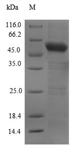 Greater than 90% as determined by SDS-PAGE.