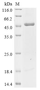 Greater than 85% as determined by SDS-PAGE.