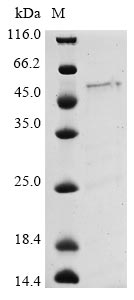 Greater than 85% as determined by SDS-PAGE.