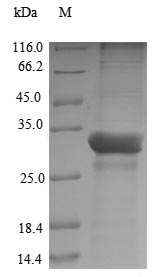 Greater than 90% as determined by SDS-PAGE.