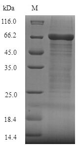 Greater than 90% as determined by SDS-PAGE.