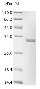 Greater than 85% as determined by SDS-PAGE.