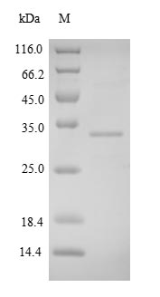 Greater than 90% as determined by SDS-PAGE.