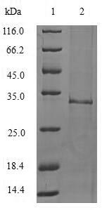 Greater than 90% as determined by SDS-PAGE.