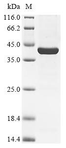 Greater than 85% as determined by SDS-PAGE.